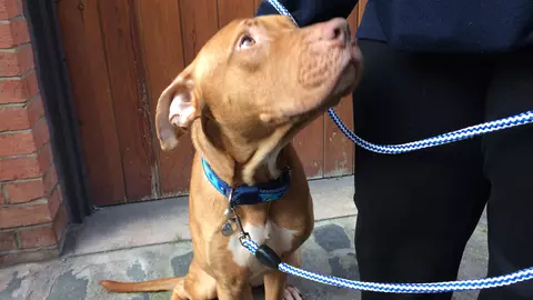 Duncan pitbull type